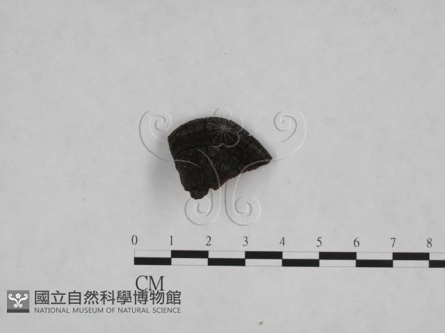 登錄號:F0006146藏品圖，第3張