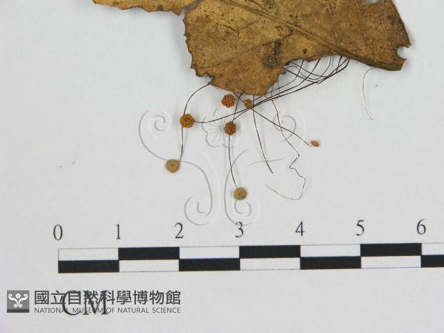 小皮傘屬藏品圖，第3張