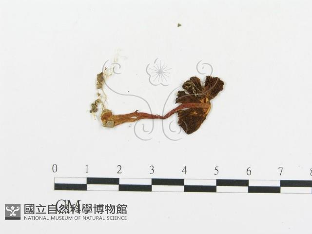傘菌屬藏品圖，第3張