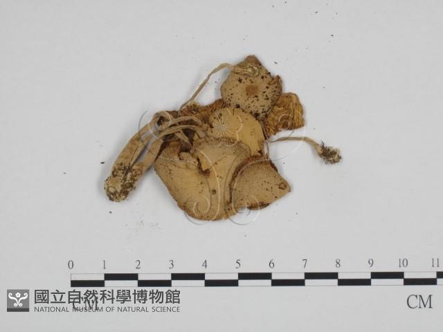 登錄號:F0024146藏品圖，第3張