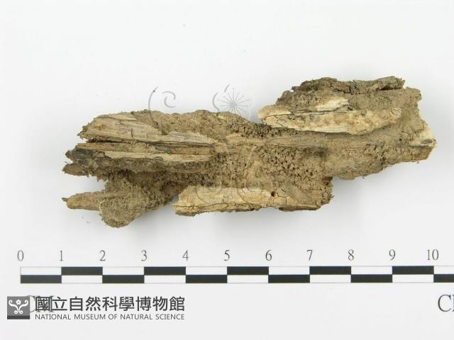 射脈菌屬藏品圖，第3張