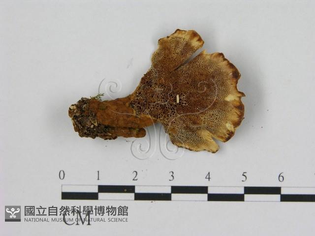 登錄號:F0014146藏品圖，第1張