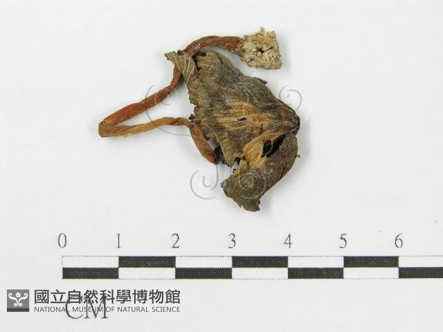 登錄號:F0002146藏品圖，第3張