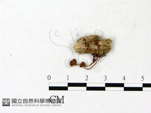 登錄號:F0023146藏品圖，第3張