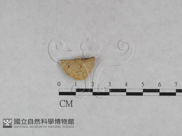 登錄號:F0028046藏品圖，第3張
