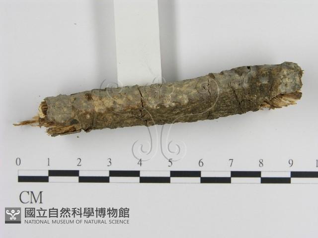 絲皮菌屬藏品圖，第3張