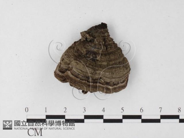 木層孔菌屬藏品圖，第3張