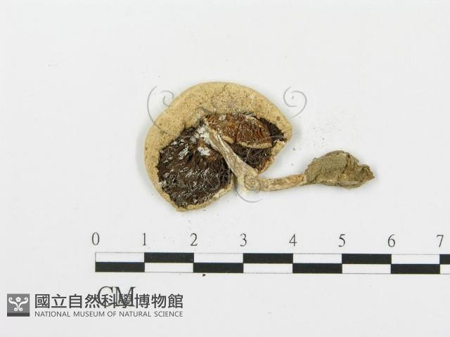 四孢蘑菇藏品圖，第3張