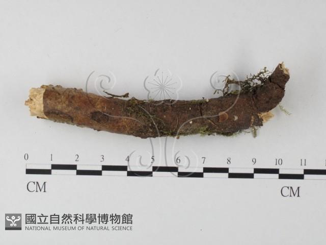 登錄號:F0001046藏品圖，第1張
