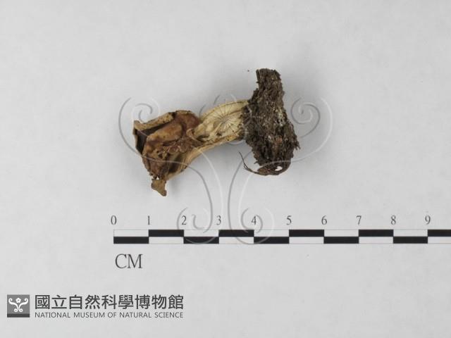 登錄號:F0024046藏品圖，第3張