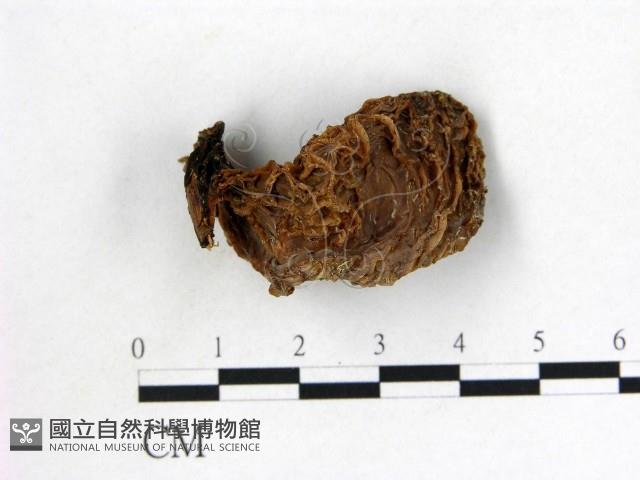 皺木耳藏品圖，第3張