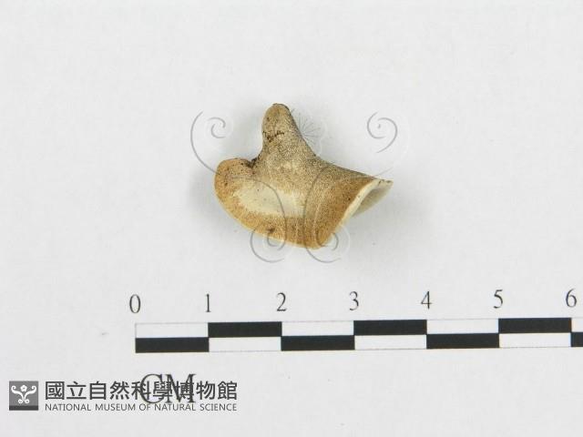 登錄號:F0007046藏品圖，第3張