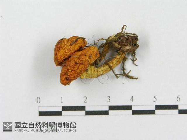登錄號:F0017046藏品圖，第3張