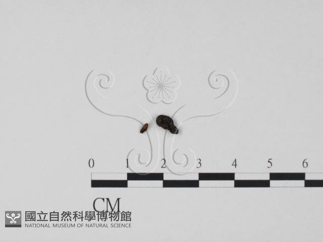 登錄號:F0015046藏品圖，第3張