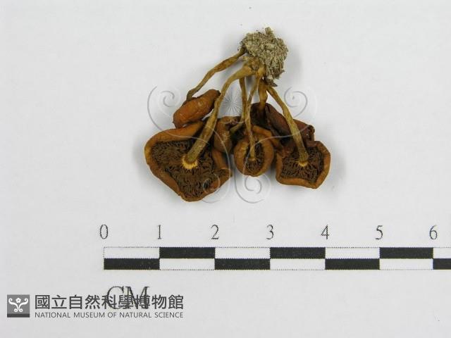 登錄號:F0003046藏品圖，第3張