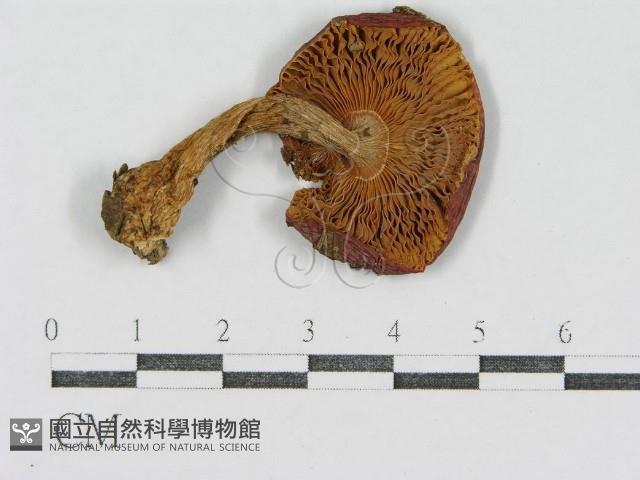 登錄號:F0013046藏品圖，第3張