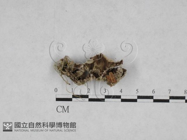附毛菌屬藏品圖，第3張