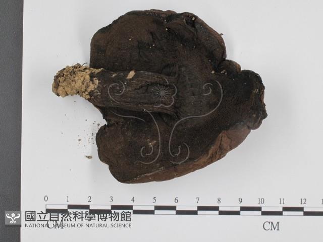 登錄號:F0008346藏品圖，第3張