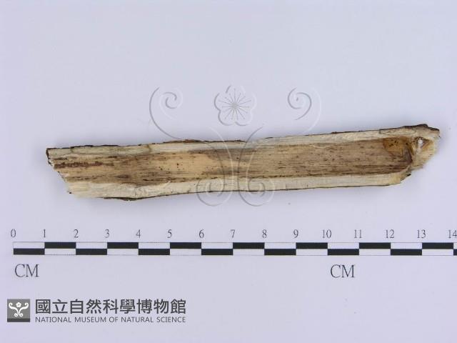 登錄號:F0020346藏品圖，第3張