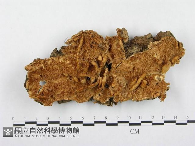 登錄號:F0000346藏品圖，第3張