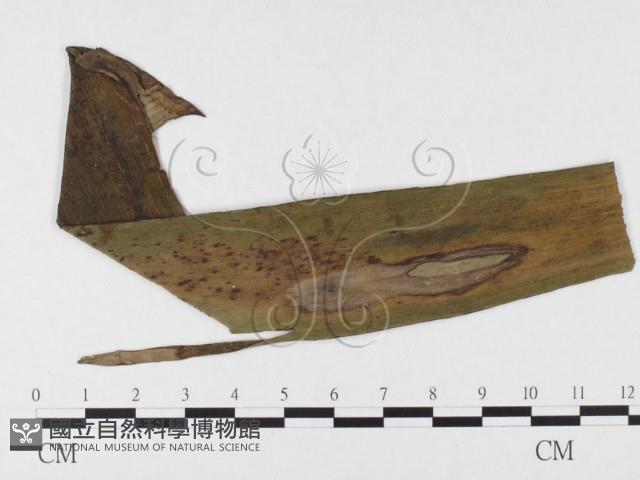 登錄號:F0026346藏品圖，第1張