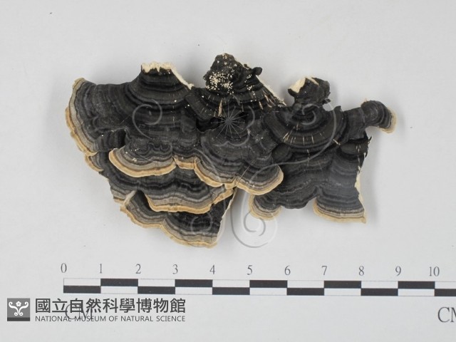 雲芝藏品圖，第3張