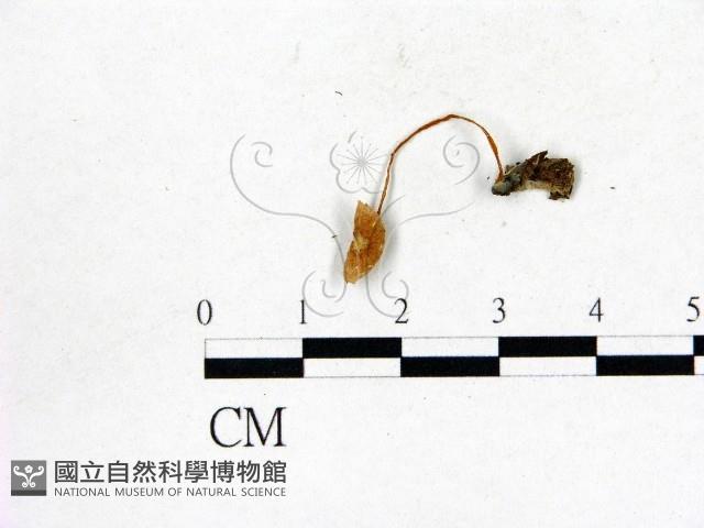 登錄號:F0016346藏品圖，第3張