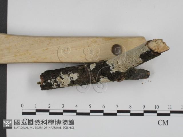 登錄號:F0001346藏品圖，第3張
