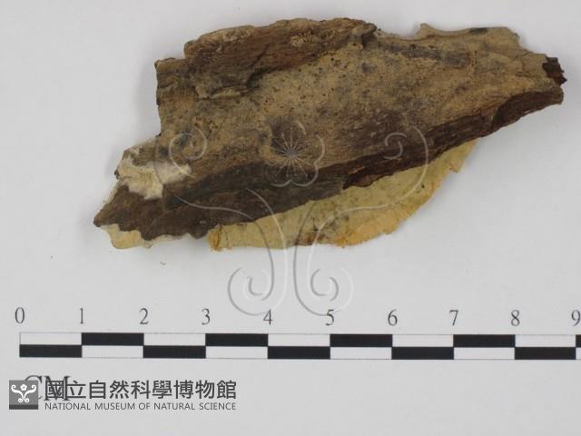 糖圓齒菌藏品圖，第3張