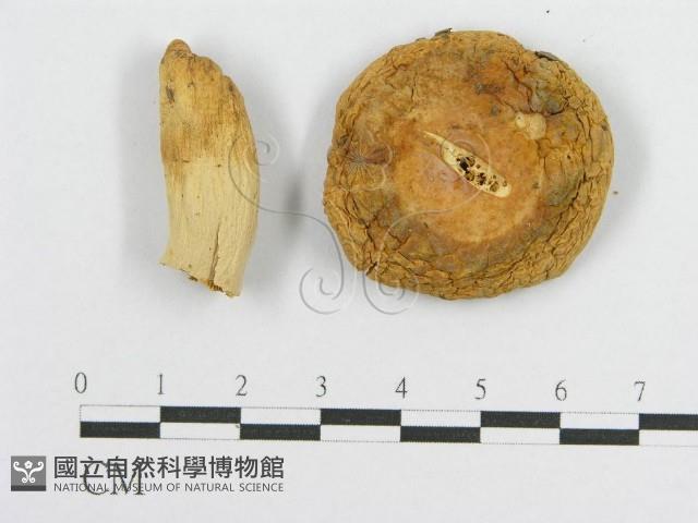 登錄號:F0004346藏品圖，第3張