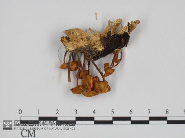 登錄號:F0002346藏品圖，第3張
