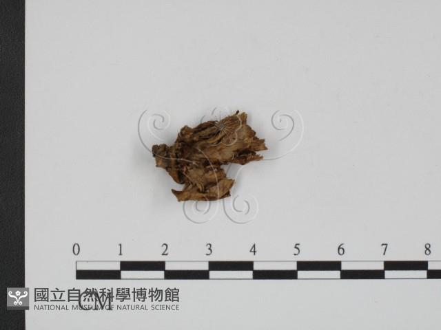 登錄號:F0012346藏品圖，第3張