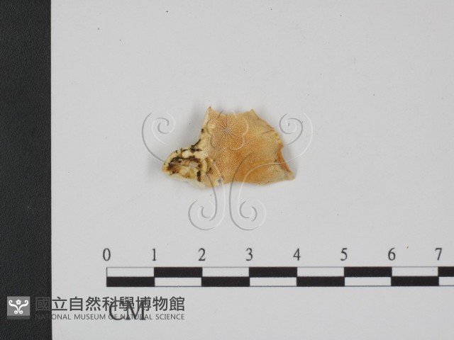 登錄號:F0007346藏品圖，第3張