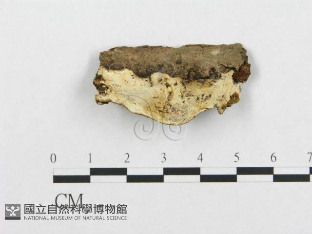 登錄號:F0017346藏品圖，第1張