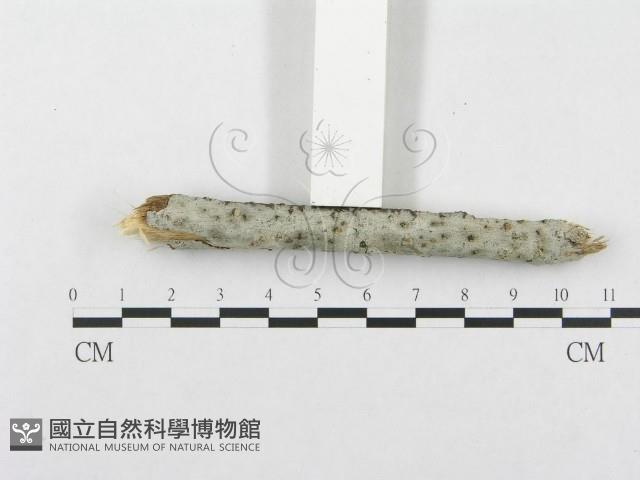 登錄號:F0015346藏品圖，第3張