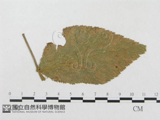 登錄號:F0019346藏品圖，第1張
