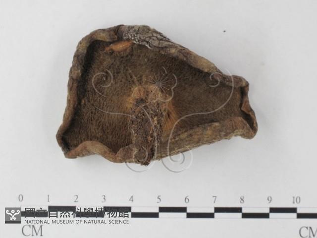 登錄號:F0023346藏品圖，第3張