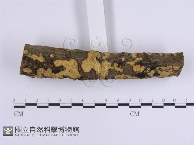 韌革菌屬藏品圖，第3張
