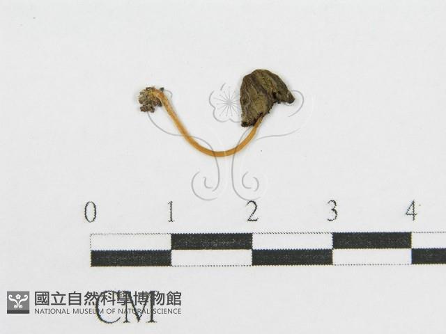 登錄號:F0013346藏品圖，第3張