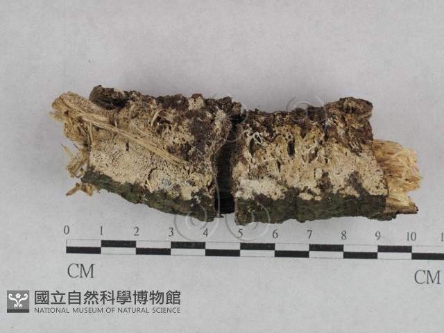 登錄號:F0028236藏品圖，第3張