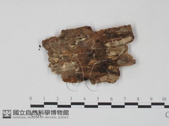 登錄號:F0008236藏品圖，第3張