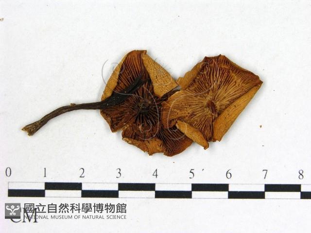 登錄號:F0020236藏品圖，第3張