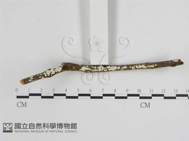 登錄號:F0001236藏品圖，第1張