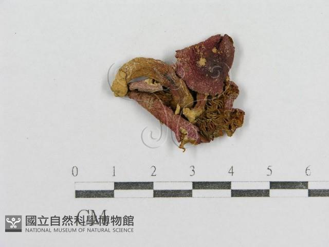 紅菇屬藏品圖，第3張