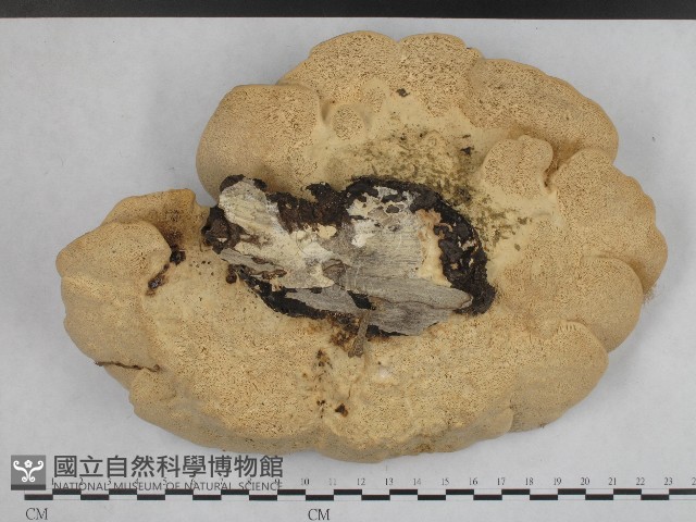 登錄號:F0004236藏品圖，第3張