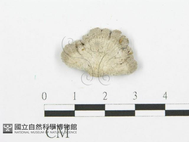 裂褶菌藏品圖，第3張