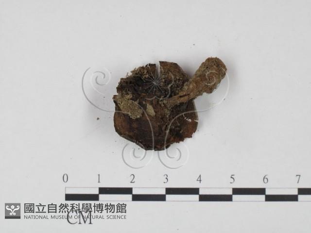 登錄號:F0022236藏品圖，第3張