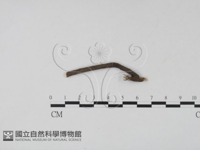 登錄號:F0012236藏品圖，第3張