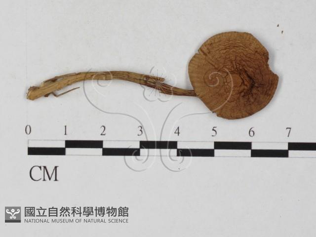 登錄號:F0027236藏品圖，第3張