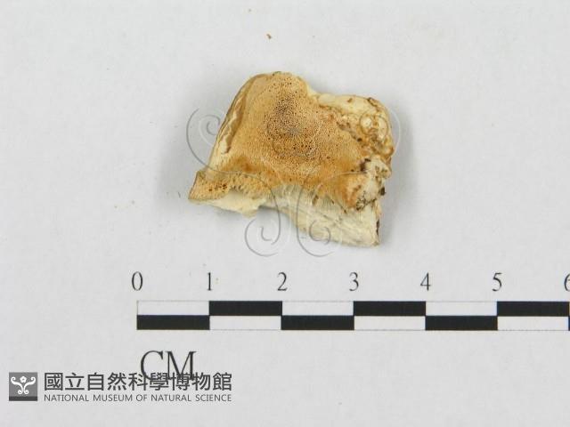 登錄號:F0007236藏品圖，第3張